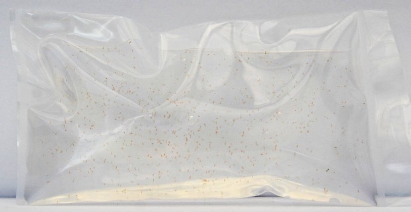 live copepods2