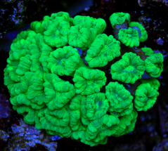 Caulastrea furcata NEON GREEN