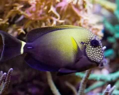 Acanthurus maculiceps