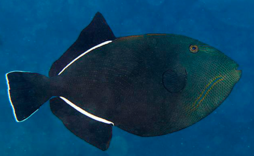 Melichthys indicus 10-12 cm
