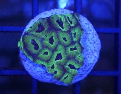 Oulophyllia bennettae PURPLE/GREEN
