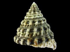 Tectus fenestratus