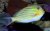 Acanthurus lineatus 7-9 cm