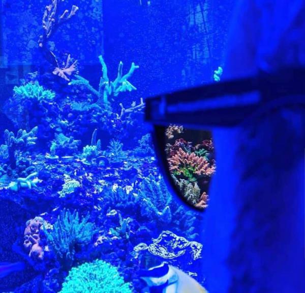 D-D Coral Viewing Sunglasses okulary do obserwacji koralowców