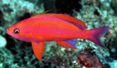 Pseudanthias randali