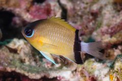 Chromis retrofasciata