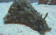 dolabella auricularis 1