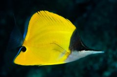 Forcipiger flavissimus