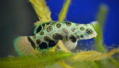 Synchiropus picturatus