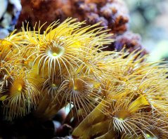Terrazoanthus sp.YELLOW INDO