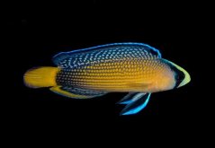 manonichthys splendens2