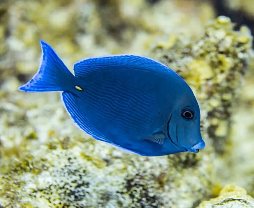Acanthurus coeruleus