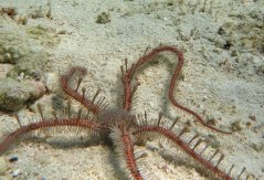 Ophiomastix annulosa