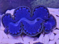 Tridacna maxima ULTRA BLUE č.2