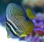 zebrasoma desjardinii zebrasoma desjardinii