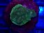 Leptoseris GREEN