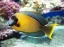 Acanthurus pyroferus