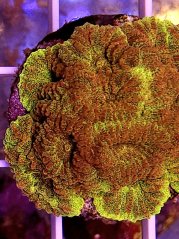 Favia sp. 24K