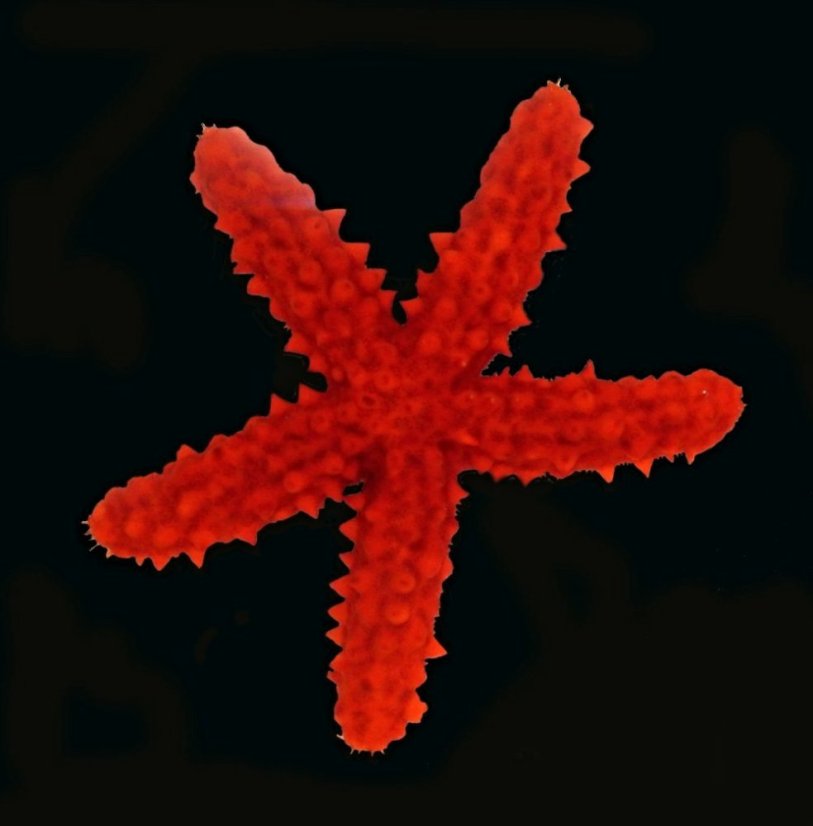echi2