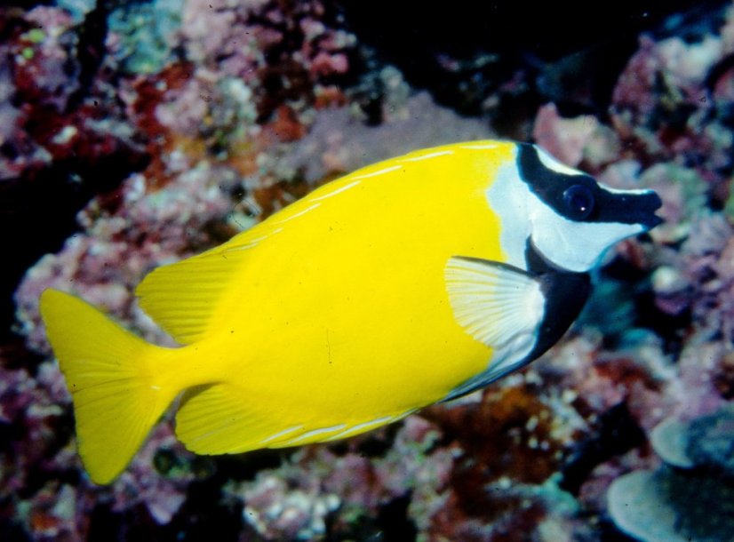 Siganus vulpinus