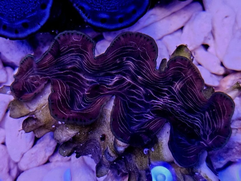 Tridacna squamosina ULTRA