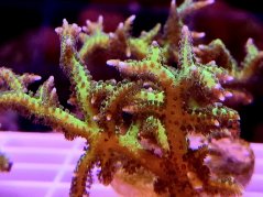 Seriatopora histrix GREEN