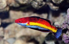 Cirrhilabrus naokoae