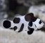 Amphiprion ocellaris BLACK STORM