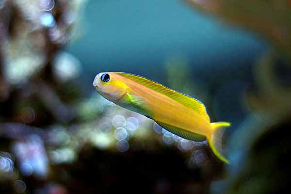 e.midas