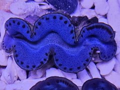 Tridacna maxima ULTRA BLUE č.3