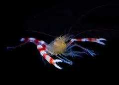 Stenopus cyanocselis