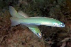 p.microlepis1
