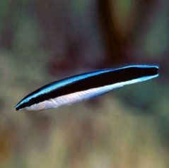 Labroides dimidiatus - pár