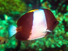 Hemitaurichthys zoster