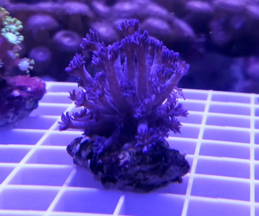 Goniopora sp.Purple/Blue