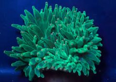 Entacmea quadricolor tmavě zelená