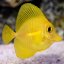 zebrasoma flavescens3