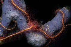Ophiothrix purpurea