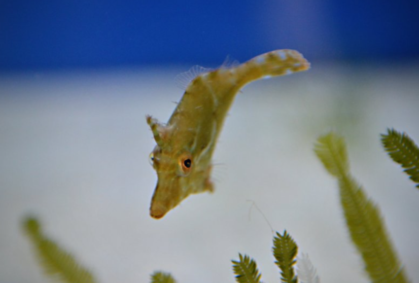 Acreichthys tomentosus