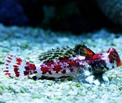 Synchiropus marmoratus