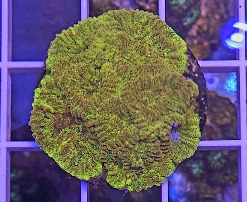 Favia sp. GOLD
