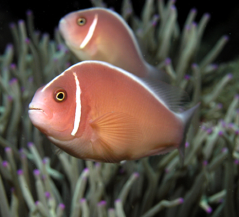 Amphiprion perideraion