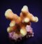 Stylophora sp. Yellow purple Aussie4
