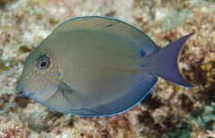 Acanthurus nigrofuscus