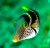 Canthigaster valentini 1