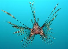 Pterois volitans Manado e edit