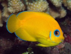 Centropyge flavissima