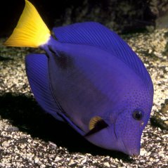Zebrasoma xanthurum L