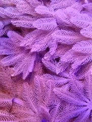 Xenia umbellata