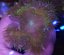 Epicystis crucifer ULTRA (Rock flower anemone)
